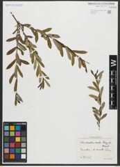 Foto von Salix amplexicaulis Bory